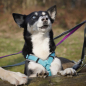 Preview: annyx Führleine Classic Bolt Fun grau/eisblau